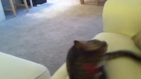 Cat knows how to play fetch!