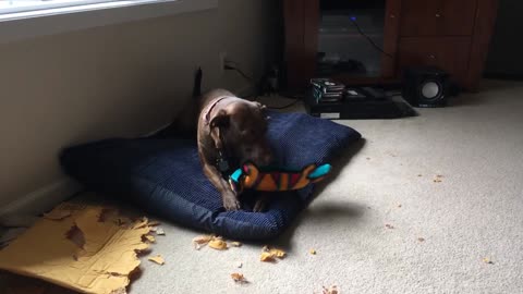 A Dog's Mail Day! Watch what happens next...