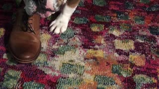 Bossy English Bulldog puppy throws mini tantrum