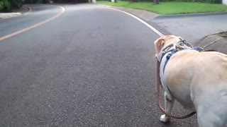 Independent Dog Walks Herself
