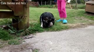 Funny Animals Chasing and Frighten People