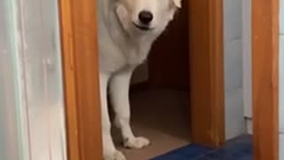 Puppy tries to drink bath water and argues after being denied