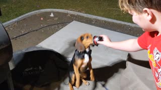 Diddy the Dancing Beagle