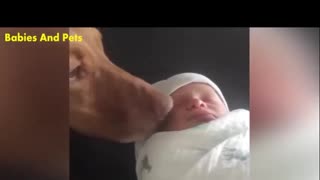 Funny Babies And Dogs Playing Together Cute Baby