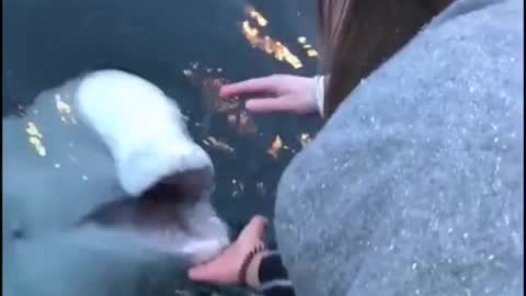 Never thought I'd see a beluga whale retrieving an Iphone for someone!