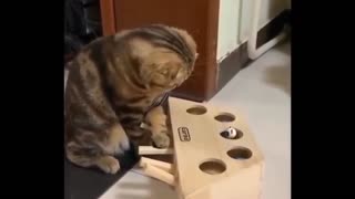 Funny Cat playing with board