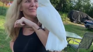 Cockatoo overly excited to be reunited with owner