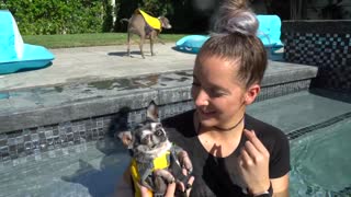 training dog how to swim