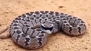 Snake world - Egg Eater