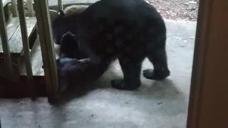 Bears Bring Nature Show to Front Door