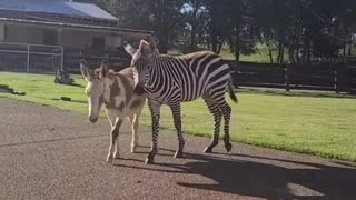 Zebra Got a Little Scared