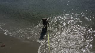 Puppy's First Time Playing in the Ocean