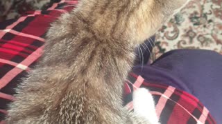 Tiger kitty Purring whilst getting Massaged