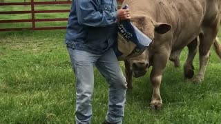Man Dancing with His Massive Bull