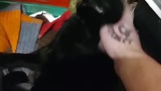 Cute Black cat loves strokes