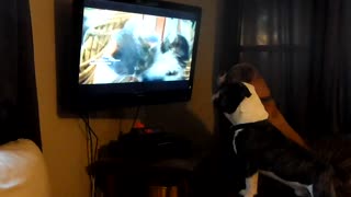 Dogs watching cats on animal planet
