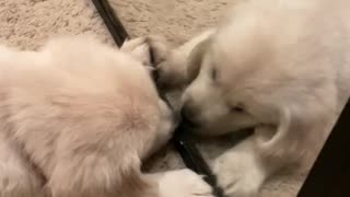 Puppy tries to make contact with mirror reflection