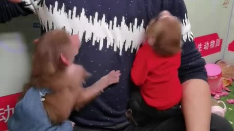 Little monkey playing with the breeder