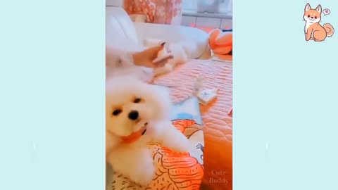 Cute Puppies - Cute Funny Dogs Compilation