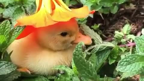 Little Duck Wearing A Hat