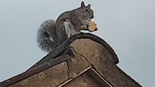 Cute grey squirrel eating a digestive biscuit on the roof