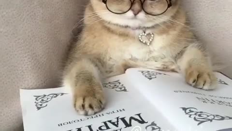 Cat Reading A Book
