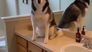 Husky Caught Using The BATHROOM!!!