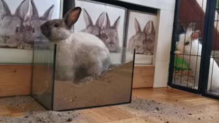 A rabbit digs in the sand inside the glass basin