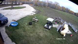 Dog Crashes Golf Cart into His Owner's Truck