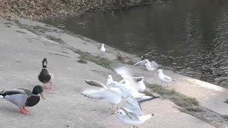 Birds quarrel