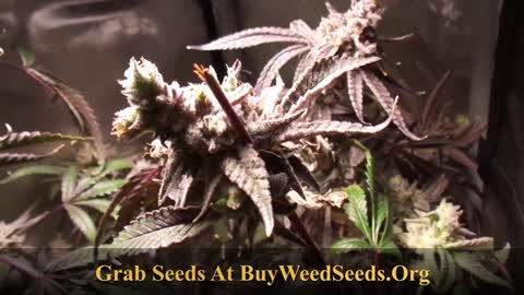Marijuana Grow Show - Cannabis Grow Show - Peyote Gorilla Plants Chopped