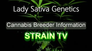 Lady Sativa Genetics - Cannabis Strain Series - STRAIN TV