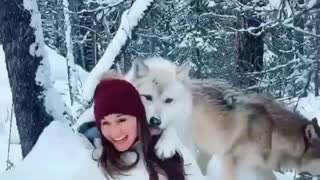 Trained wolf gives woman a kiss during photoshoot
