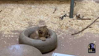 Father Lion Meets Cub For The First Time