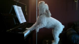 dog plays piano and sings - dog playing piano and singing