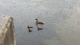 Mother and ducklings 4