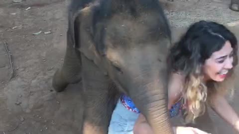 The Day I Was Run Over by a Baby Elephant