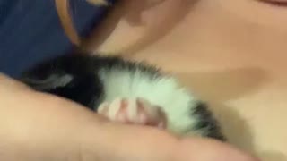 Lazy kitten