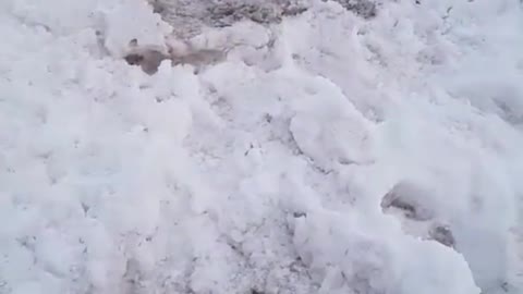 Police Dog Enjoys Playing Fetch With Soccer Ball in Snow
