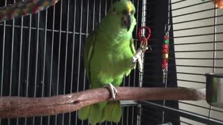 Parrot tricks plays catch with a ball!