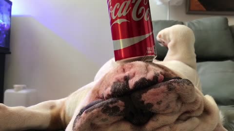 Bulldog flawlessly balances soda can while sleeping