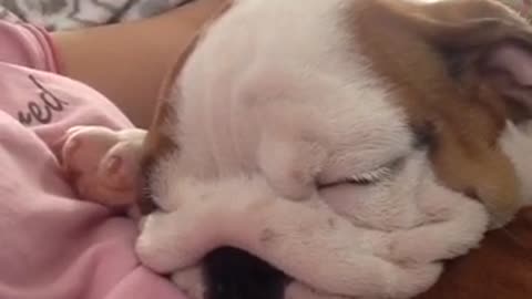 English Bulldog Puppy snores while sleeping