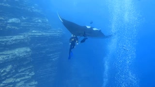 Up close and personal: Divers encounter Giant Manta Ray during their dive