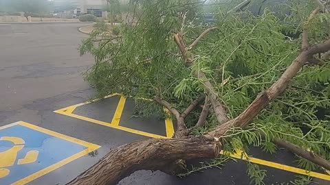 Fallen Tree. Something Common During AZ Monsoon.