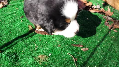 Funny Bernese Puppies