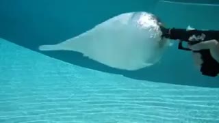 What happens when you shoot a gun underwater