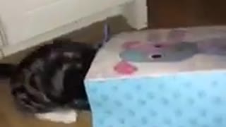 Cat fall down very funny