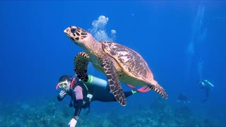 Critically endangered sea turtle and young scuba diver are at one
