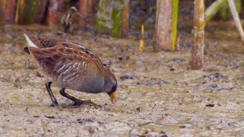 Sora and Virginia Rail: Cryptic Birds Of The Marsh