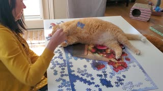 Watch This Cat "Help" His Owner Complete Her Puzzle